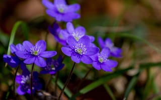 Картинка цветы, фиолетовый, природа, весна, растения, красота, ландшафт