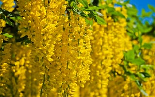 Картинка цветы, желтые, природа, весна, растения, красота, фото