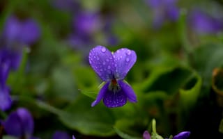 Картинка цветы, фиалки, капли, природа, зелень, красота, макро