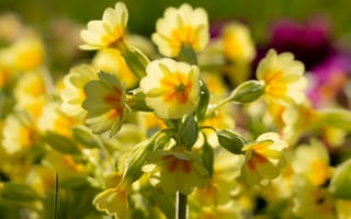 Картинка цветы, природа, желтые, весна, растения, красота, фото