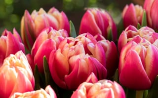 Картинка тюльпаны, цветы, природа, красота, весна, розовый, сад