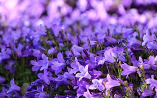 Картинка цветы, фиолетовый, природа, растения, красота, пейзаж, лето
