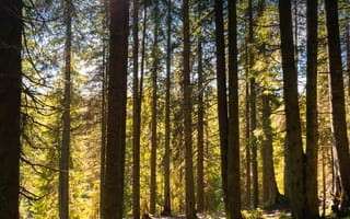 Картинка лес, деревья, природа, освещение, осень, пейзаж, зелень