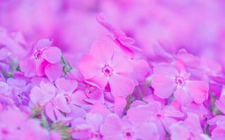 Картинка цветы, розовый, природа, обои, красота, лето, пейзаж
