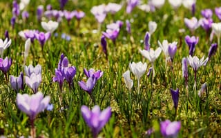 Картинка цветы, крокусы, природа, весна, пейзаж, зелень, красота