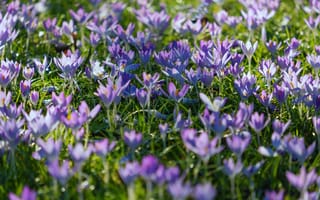 Картинка цветы, крокусы, природа, весна, зелень, пейзаж, красота