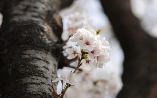 Картинка цветы, вишня, природа, весна, красота, дерево, белый