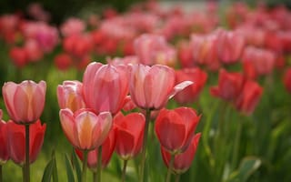 Картинка цветы, тюльпаны, природа, сад, красота, весна, пейзаж