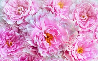 Картинка цветы, пионы, розовый, природа, красота, флора, обои