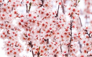 Картинка цветы, вишня, природа, весна, красота, пейзаж, розовый