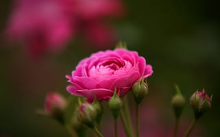 Картинка роза, цветы, природа, розовый, красота, бутон, фото
