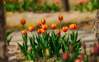 Картинка тюльпаны, цветы, природа, сад, весна, красота, ландшафт