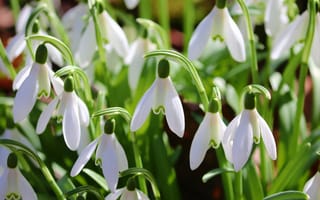 Картинка цветы, снегирь, природа, весна, белый, растения, сад