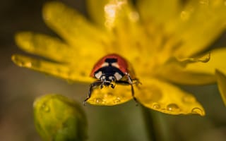 Картинка божья коровка, цветок, природа, макро, жук, жизнь, вода
