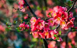 Картинка цветы, природа, весна, розовый, красота, растения, фотография