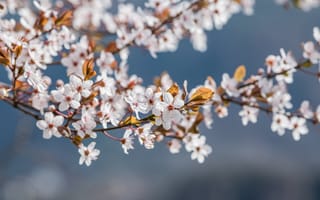 Картинка цветы, вишня, природа, весна, красота, пейзаж, фотография