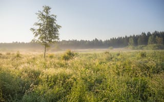 Картинка природа, пейзаж, утро, туман, дерево, трава, лес, свет, спокойствие, красота