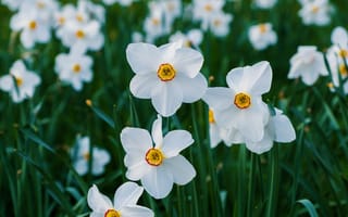 Картинка цветы, нарциссы, природа, белые, весна, сад, красота