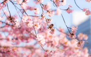 Картинка цветы, весна, птицы, вишня, природа, красота, фото