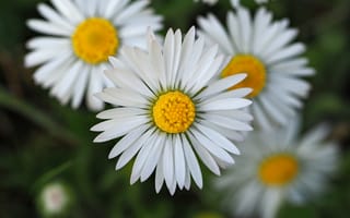 Картинка цветы, ромашки, природа, лето, красота, зелень, фотография