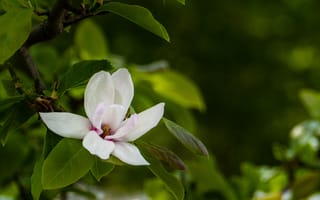 Картинка цветок, магнолия, природа, зелень, растение, красота, лето