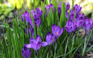 Картинка цветы, крокусы, природа, фиолетовый, весна, сад, зелень