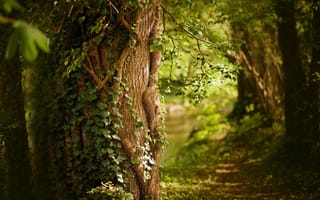 Картинка лес, дерево, природа, зелень, пейзаж, тропа, освещение