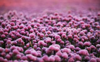 Картинка цветы, поляна, розовый, природа, красота, пейзаж, лето