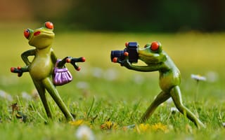 Картинка лягушки, фотография, природа, зеленый, веселые, камера, пейзаж