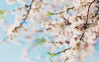 Картинка цветы, весна, природа, цветение, дерево, небо, пейзаж