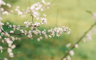 Картинка цветы, весна, природа, дерево, белый, зелень, пейзаж