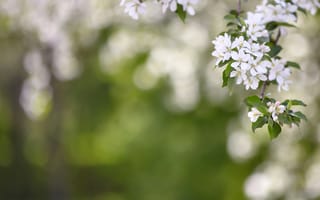 Картинка цветы, природа, весна, белый, фон, красота, растения