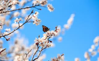 Картинка цветы, бабочка, весна, природа, дерево, небо, красота