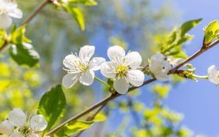 Картинка цветы, природа, весна, белые, дерево, листья, красота
