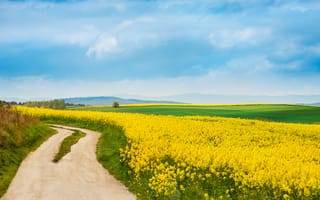 Картинка пейзаж, цветы, поле, дорога, небо, природа, жёлтый