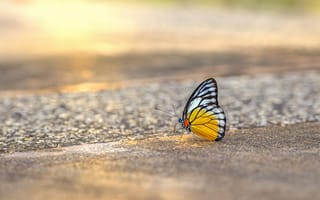 Картинка бабочка, природа, красота, цвет, лето, фото, обои