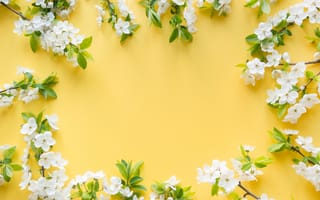 Картинка цветы, желтый, фоновое изображение, природа, весна, растения, декор