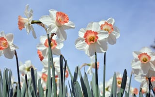 Картинка цветы, нарциссы, природа, весна, сад, красота, пейзаж