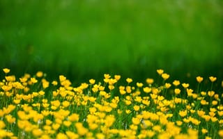 Картинка цветы, жёлтые, природа, трава, лето, пейзаж, красота