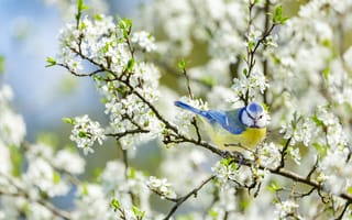 Картинка птица, цветы, природа, весна, синий, белый, дерево