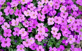 Картинка цветы, фиолетовый, природа, растения, сад, красота, обои