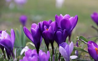 Картинка цветы, крокусы, природа, фиолетовый, весна, сад, красота