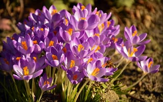 Картинка цветы, крокусы, природа, фиолетовый, весна, пейзаж, сад