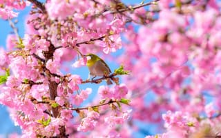 Картинка птица, цветы, вишня, природа, весна, розовый, дерево