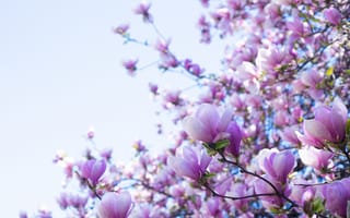 Картинка цветы, магнолия, природа, весна, пейзаж, красота, небо