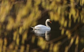 Картинка лебедь, природа, водоем, пейзаж, отражение, зелень, спокойствие