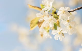 Картинка цветы, весна, природа, белый, дерево, небо, красота