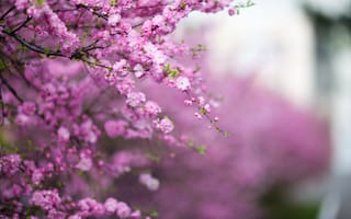 Картинка цветы, вишня, розовый, природа, весна, пейзаж, красота
