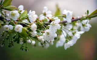 Картинка цветы, вишня, природа, весна, белый, растения, красота