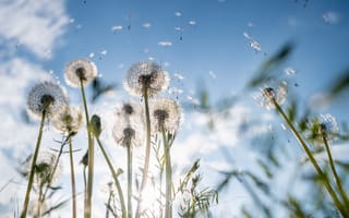 Картинка одуванчики, небо, природа, цветы, лето, пейзаж, свет
